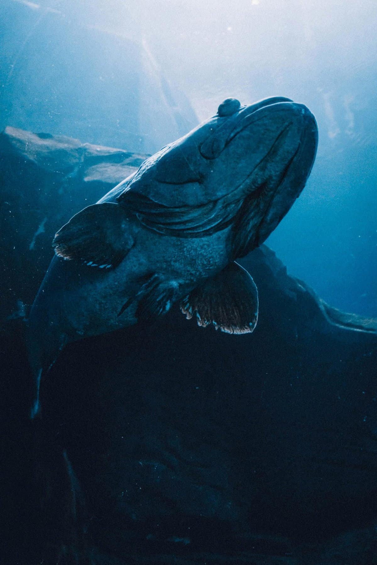 Freelance Research Analyst For Market Insights