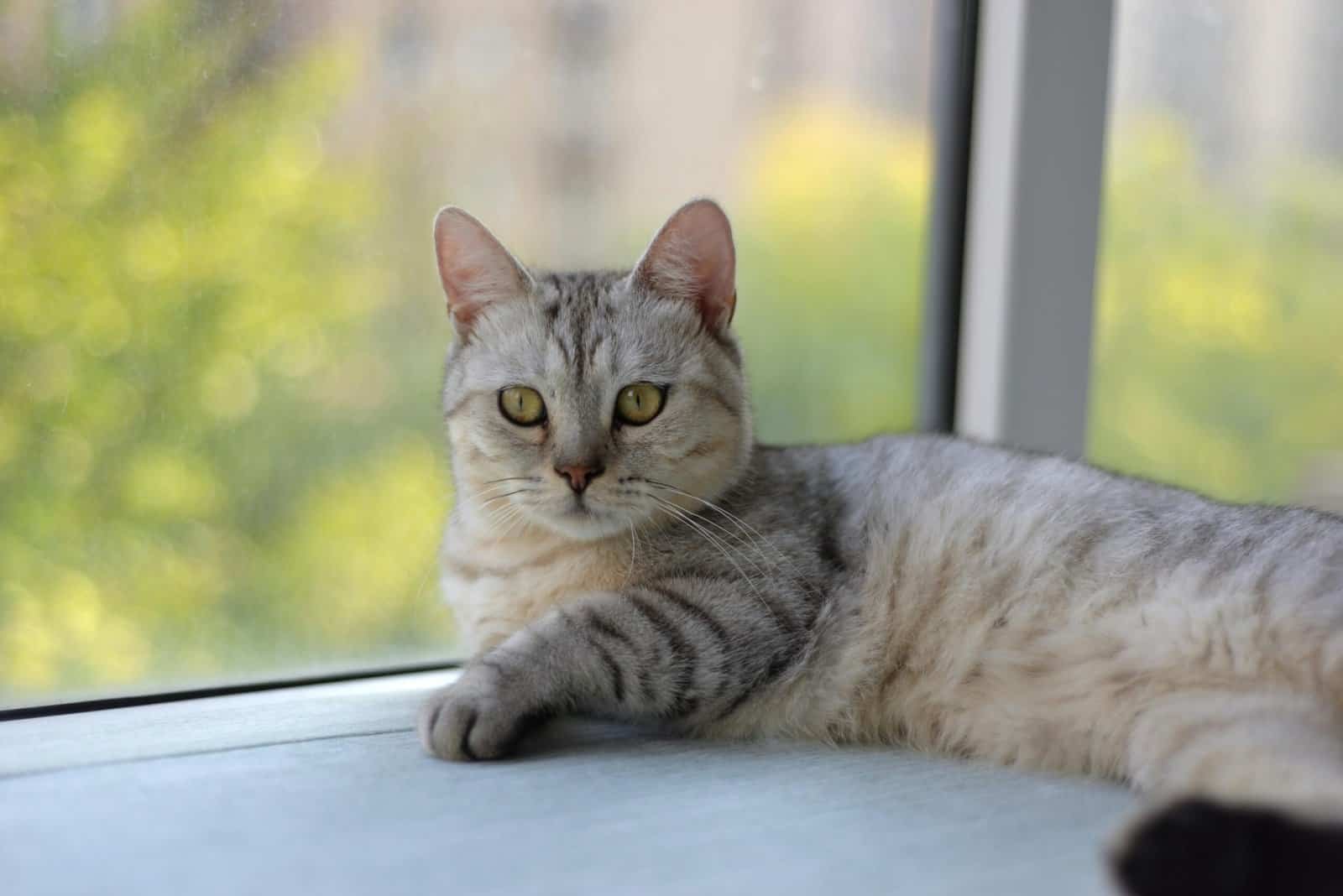 Social Media Video Scriptwriter Social Media Video Scriptwriter