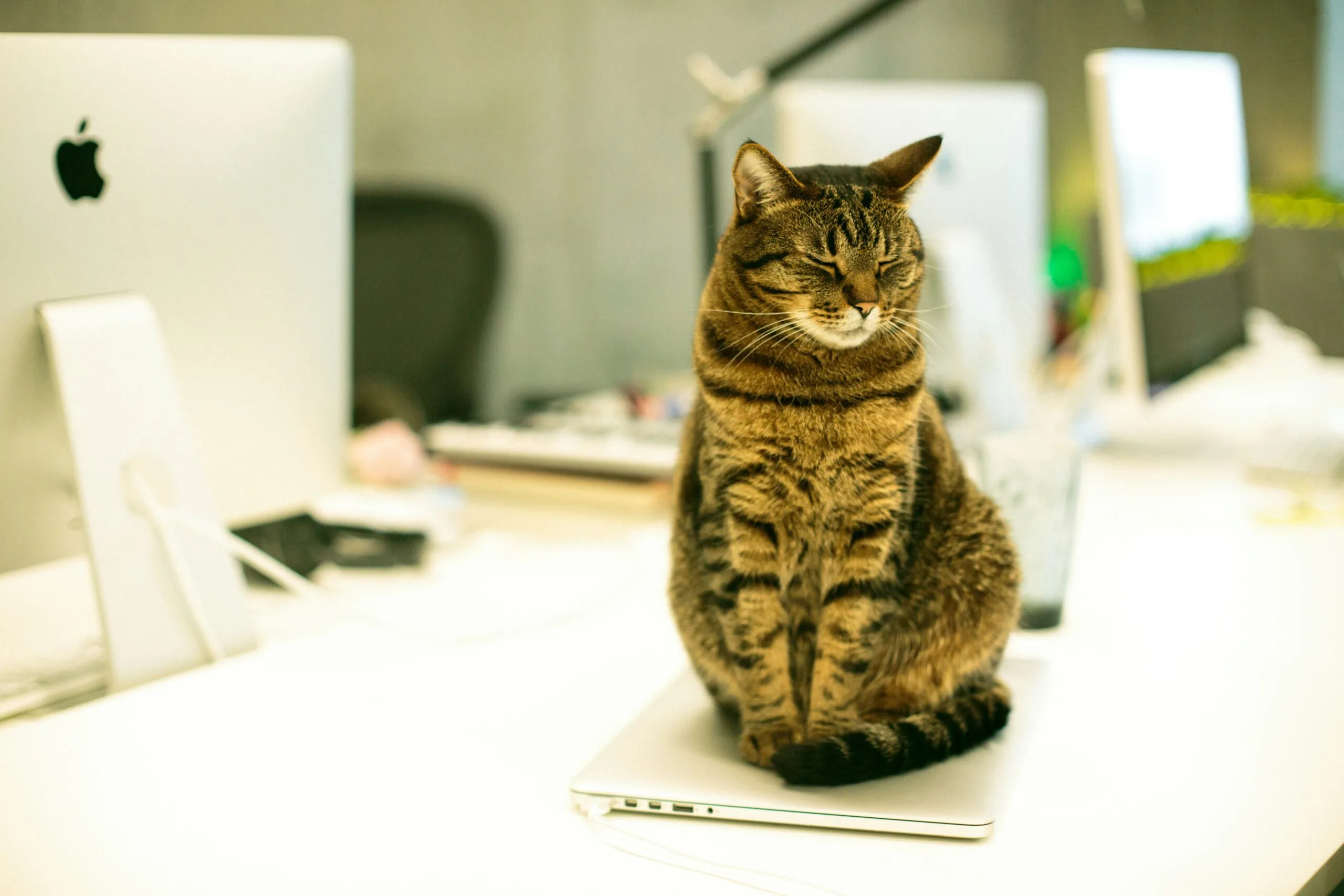Virtual Assistant