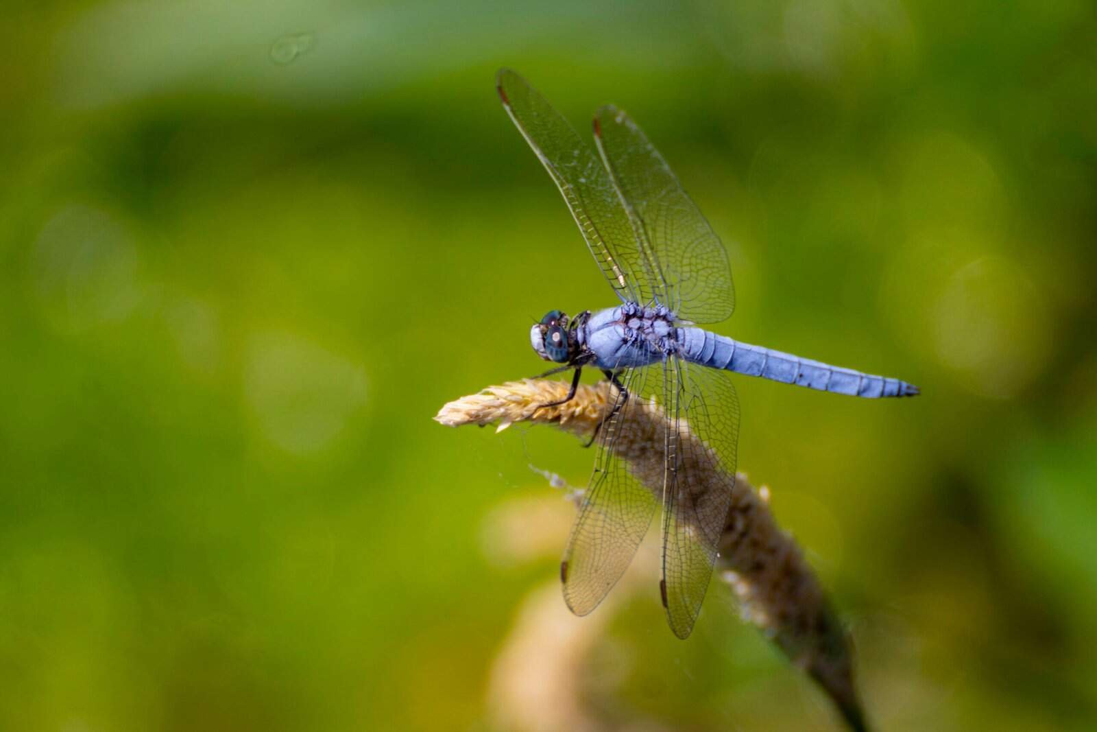 Excel Automation Expert