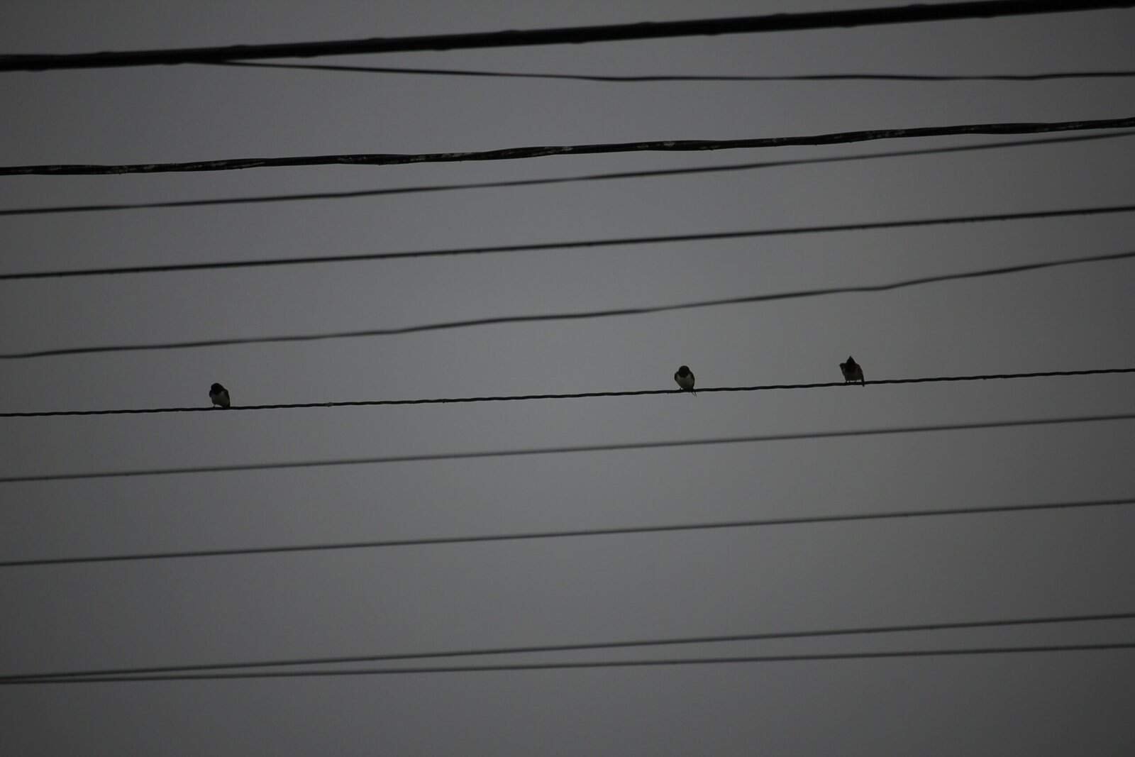 Transcription Specialist