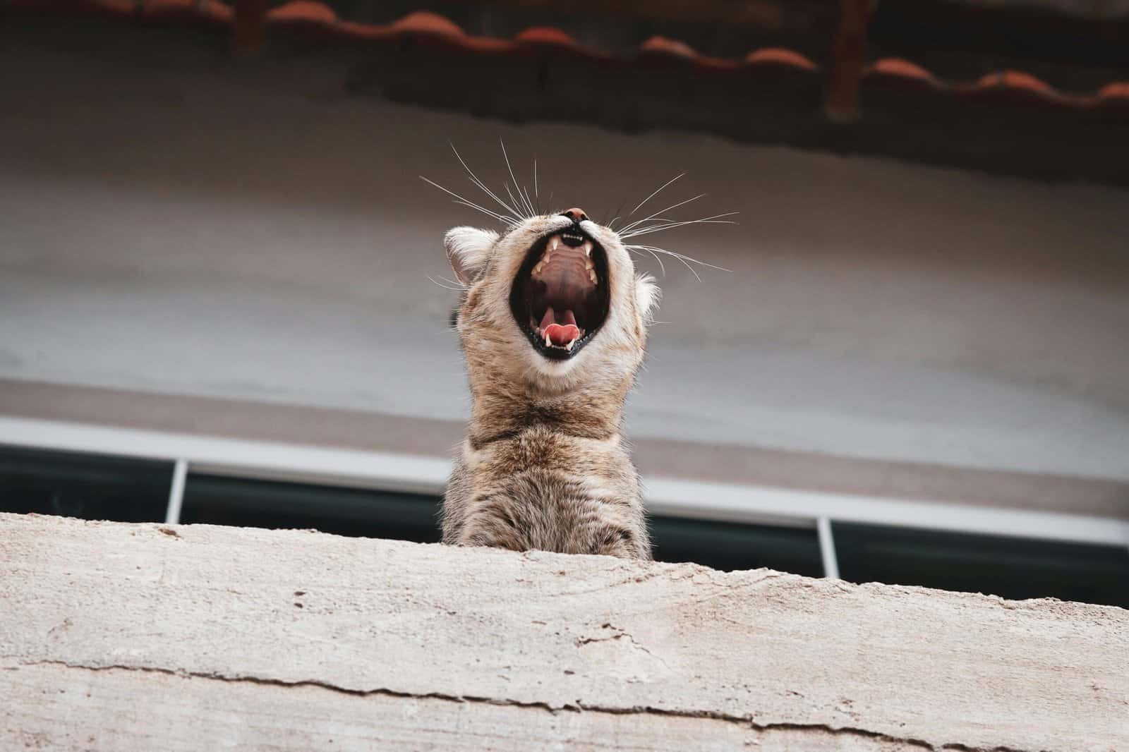 Voiceover Artist (AI Voice Cloning Also Trending)