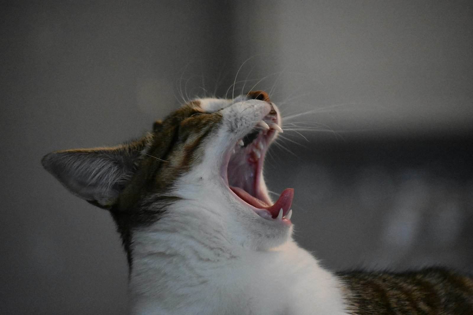 Voiceover Artist (AI Voice Cloning Also Trending)