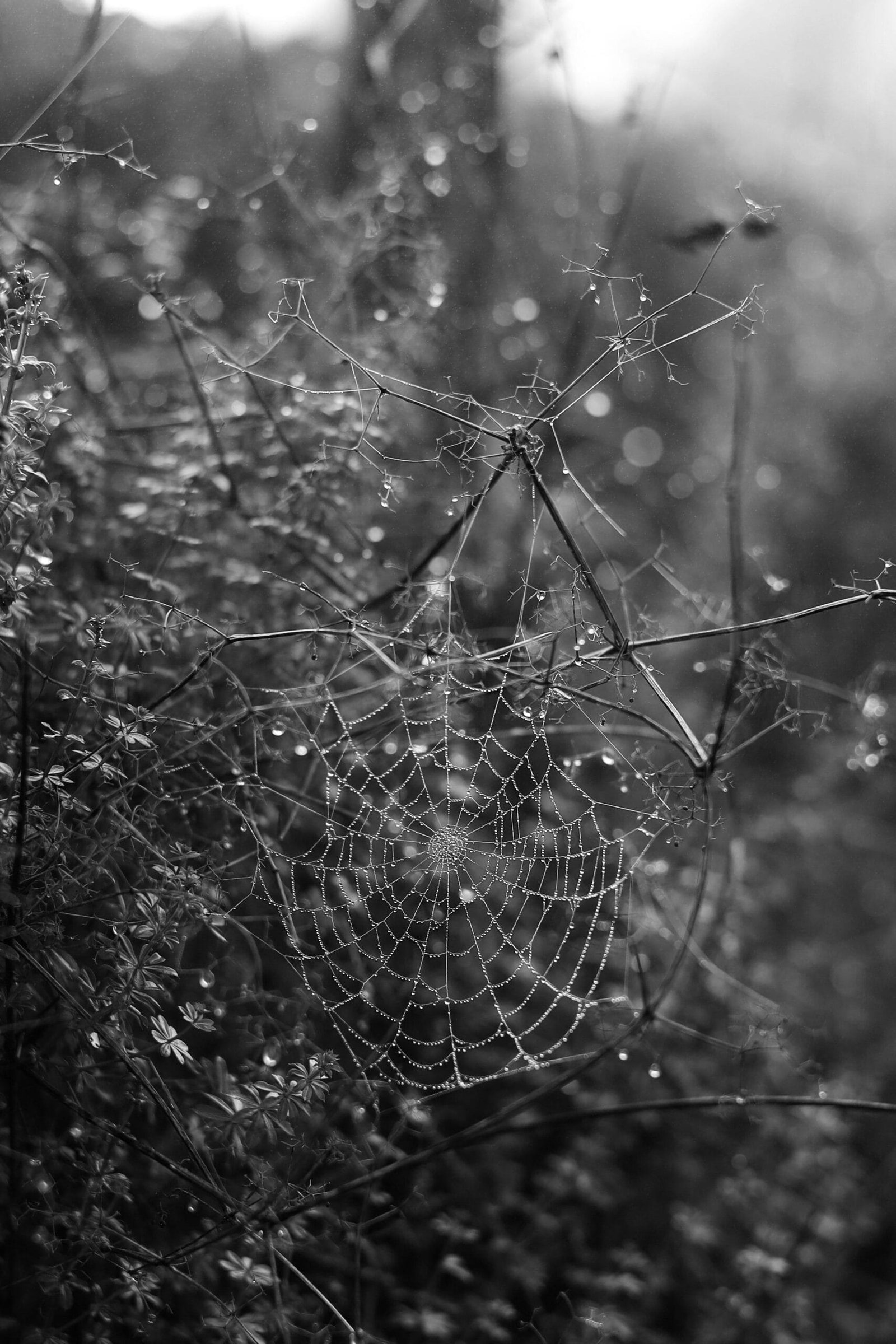 What Are The Top Niches In Freelance Web Development?